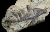 Dimetrodon Jaw Section With Teeth - Texas #42965-2